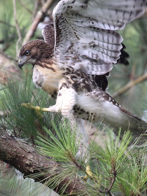 Red-tailed Hawks